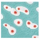 0801aaxr-14d4-168x164.png