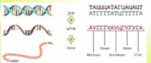 0801ahhv-f098-249x107.png