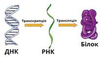 Синтез білків у клітині. Транскрипція — урок. Біологія, 9 клас.