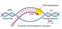 Біосинтез білка. Транскрипція і процесинг іРНК - Підручник з Біології і екології (профільний рівень). 10 клас. Задорожний - Нова програма