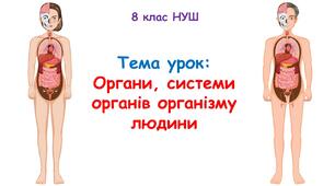 Презентація з біології 8 клас НУШ:Органи, системи  органів організму  людини