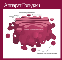 0801az9k-fd88-940x906.png
