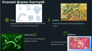 Різноманітність прокаріотичних організмів.  Роль прокаріотів у житті людини