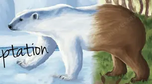 Адаптація