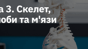Скелет, суглоби та м'язи