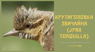 Крутиголовка звичайна (Jynx torquilla) - птах року 2025