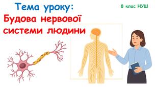 Презентація з біології 8 клас НУШ: Будова нервової  системи людини.