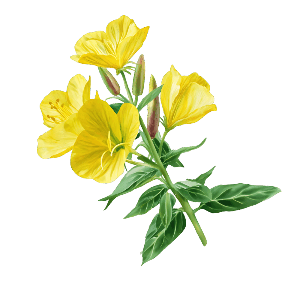 0801bp5x-6570-940x940.png