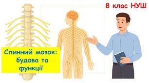 Презентація з біології 8 клас НУШ: Спинний мозок: будова та функції