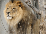 0801bqds-2e97-154x115.png
