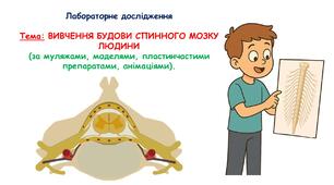 Презентація з біології 8 клас НУШ: Лабораторне дослідження  Тема: ВИВЧЕННЯ БУДОВИ СПИННОГО МОЗКУ ЛЮДИНИ  (за муляжами, моделями, пластинчастими препаратами, анімаціями).