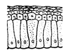 0801brou-9360-132x101.png