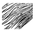 0801brp3-da93-125x107.png