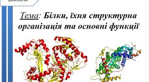 Біологія 9 клас_Білки, їхня структурна організація та основні функції