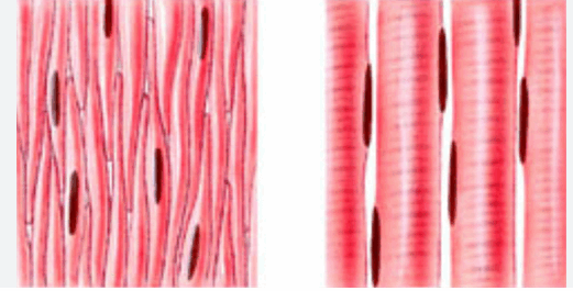 0801bt03-7e35-521x265.png