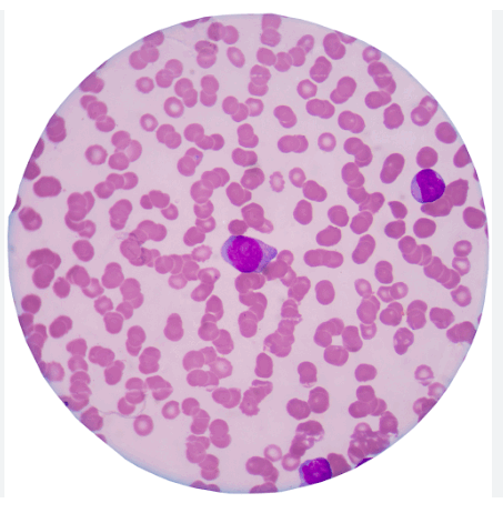 0801bt5d-f5b7-453x462.png