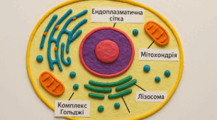STEM-урок. Предметне моделювання клітини еукаріотів з пластиліну на папері
