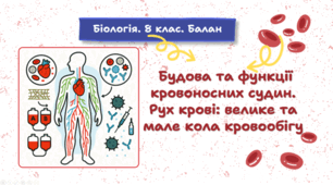 Будова та функції кровоносних судин. Рух крові: велике та мале кола кровообігу. 8 клас НУШ