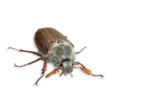 0801bu33-9228-222x158.png