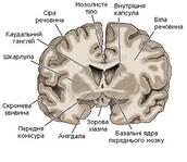 Головний мозок людини — Вікіпедія