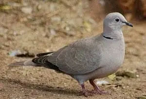Горлиця садова (Streptopelia Decaocto Frivaldszky 1838 ...