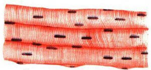 0801cl1g-23de-300x139.jpg