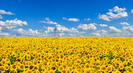 0801cucc-2888-301x167.jpg