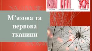 М'язова тканина