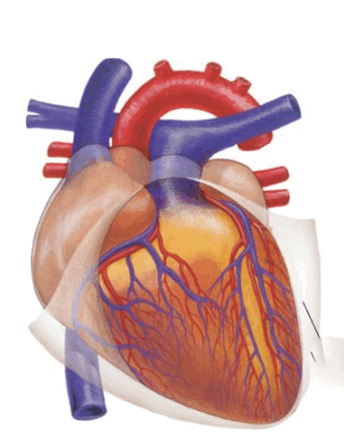 0801d0a2-afdf-344x439.png