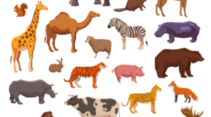 Wild animals