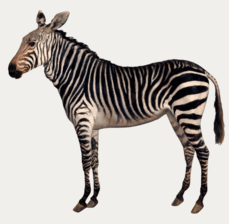 0801d4n1-8e63-229x224.png