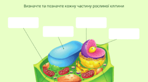 Робочий аркуш: Типи організації клітин. Особливості будови клітин еукаріотів