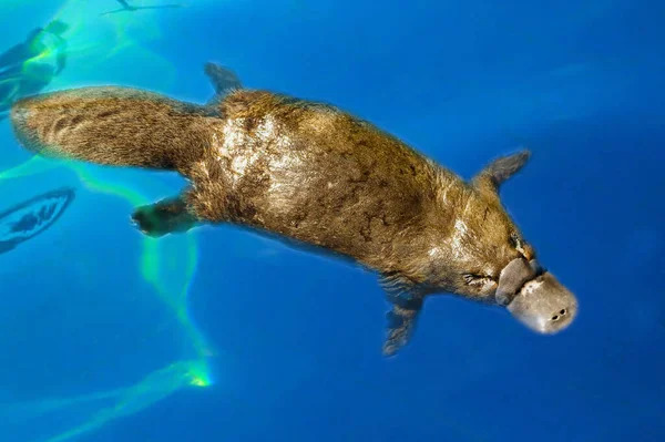 Burnie Tasmania Australia March 2019 Platypus Ornithorhynchus Anatinus Sviming Blue — стокове фото