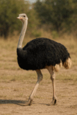 0801divs-9039-111x167.png
