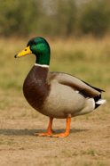 0801diwg-6a66-124x186.png