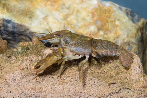 Омар, як прісноводні раки, Austropotamobius torrentium — стокове фото
