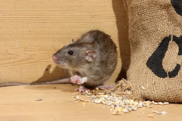 Браун щур, Rattus norvegicus — стокове фото