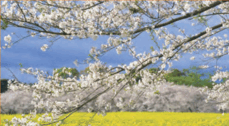 0801djsj-c12f-627x346.png