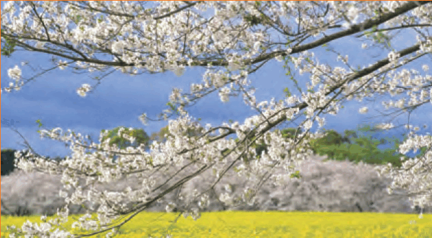 0801djsj-c12f-627x346.png