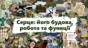 Серце: його будова, робота та функції