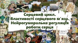 Серцевий цикл. Властивості серцевого м’яза. Нейрогуморальна регуляція роботи серця