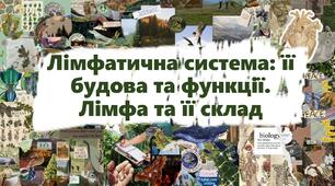 Лімфатична система: її будова та функції. Лімфа та її склад