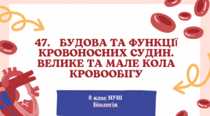 Презентація  до уроку  «§47.Будова та функції кровоносних судин. Велике і мале коло кровообігу» 8клас НУШ