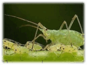 0801dt83-f595-173x129.png