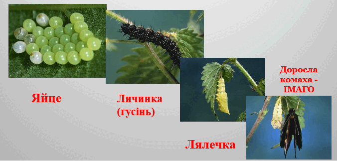 0801dtso-2397-676x323.png
