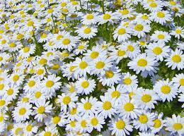 0801duse-a0af-260x193.jpg