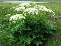0801dush-476e-245x185.jpg