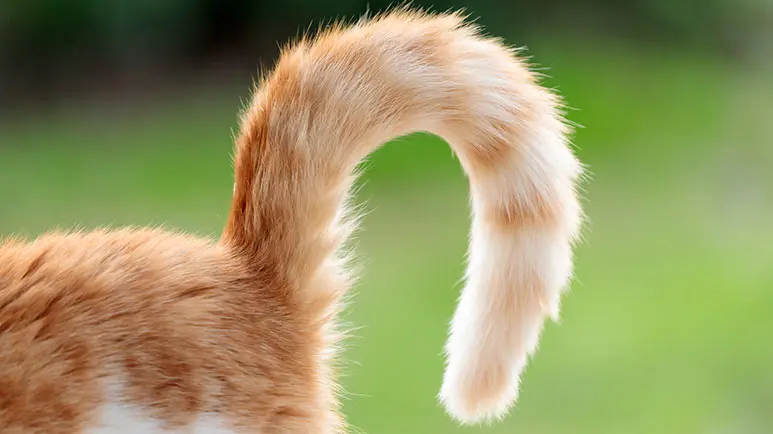 0801e0y4-7e79-773x434.png