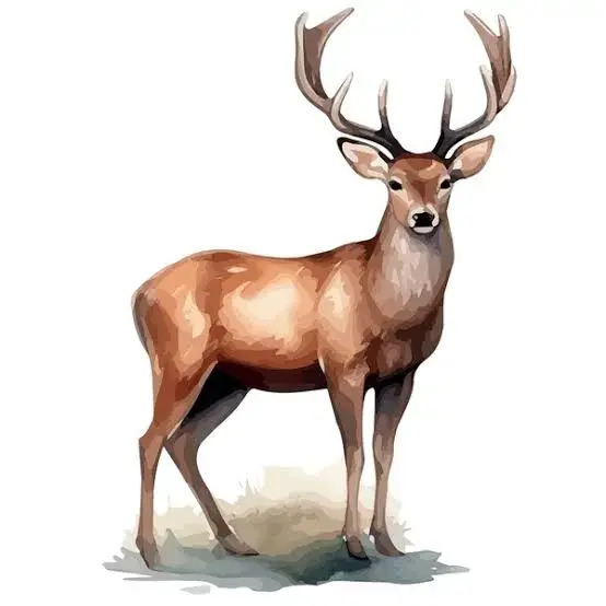 159+ Thousand Deer Drawing Royalty-Free Images, Stock Photos & Pictures | Shutterstock