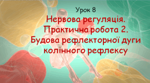 Презентація до уроку "Нервова регуляція.  Практична робота 2.  Будова рефлекторної дуги колінного рефлексу". Біологія, 8 клас НУШ за підр. Соболь В.І..